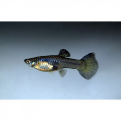 HEMBRA Guppy Blue Moscow Seleccion