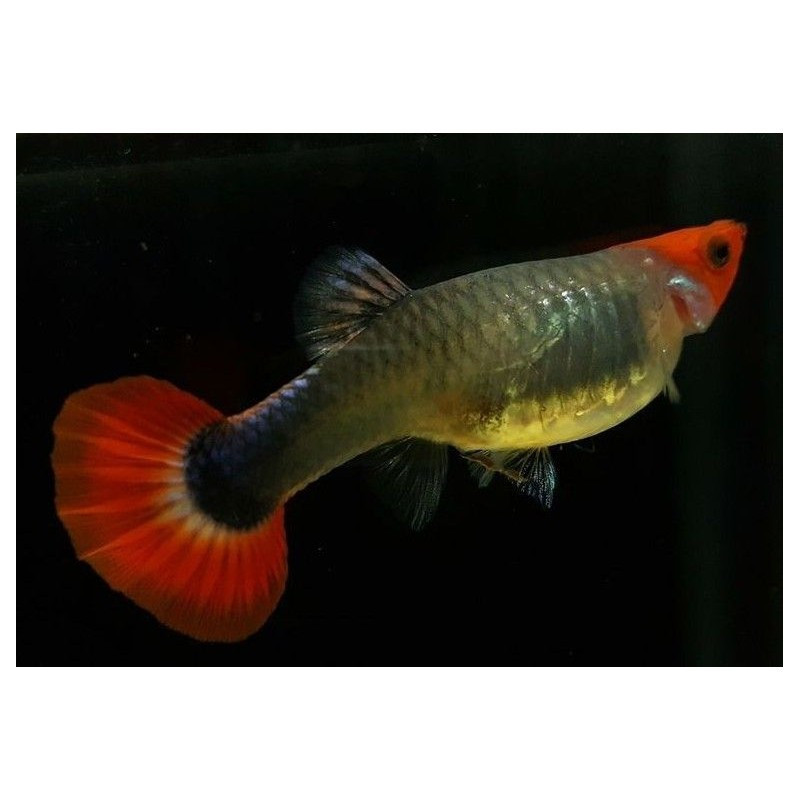 Guppy Orange Koi King tuxeido HEMBRA