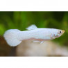 Guppy Macho full white pearl