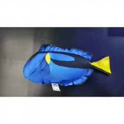 Peluche Pez Dori Mini