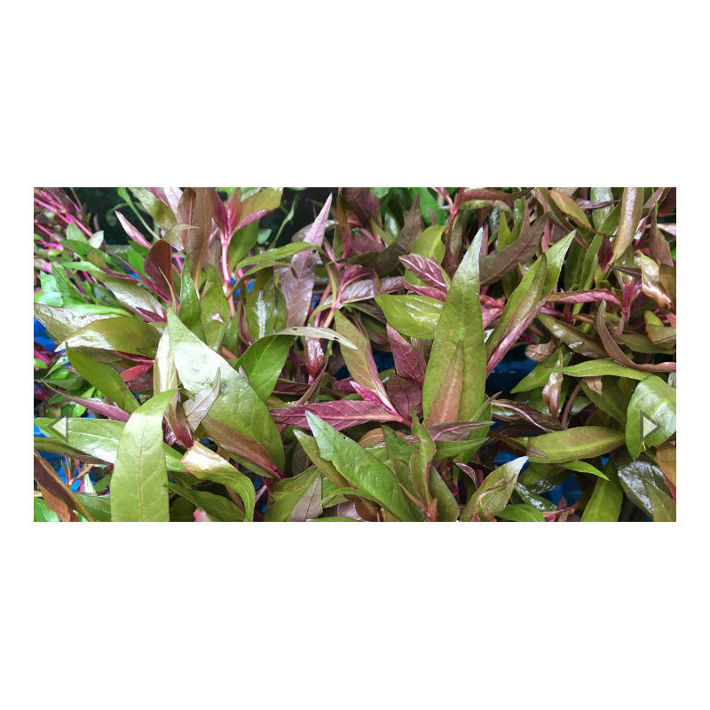 Alternanthera lilacina