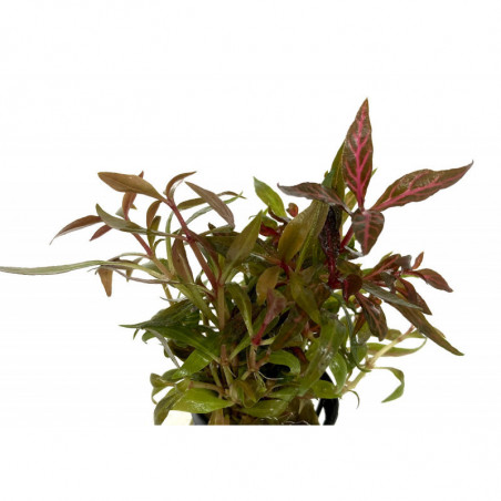 Alternanthera reineckii VARIEGATUS