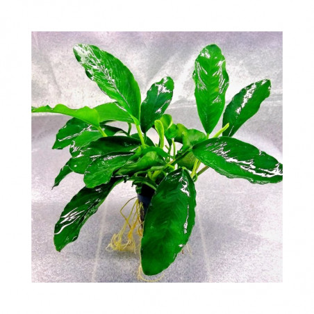 Anubias barteri gabon