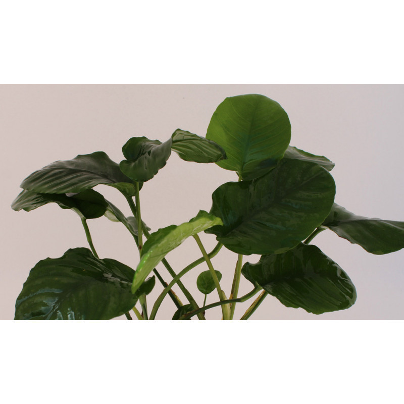 Anubias barteri Wrinkle leave