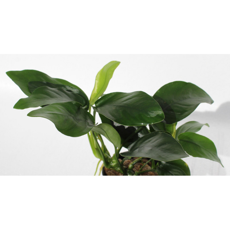 Anubias nana