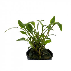 Cryptocoryne lutea