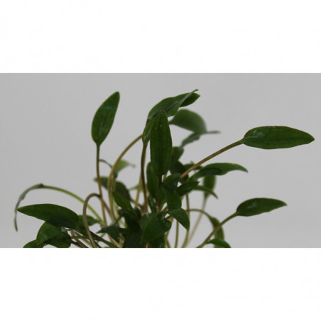 Cryptocoryne parva