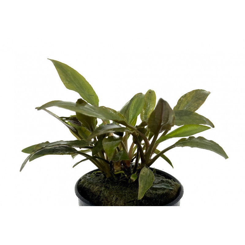 Cryptocoryne petchii