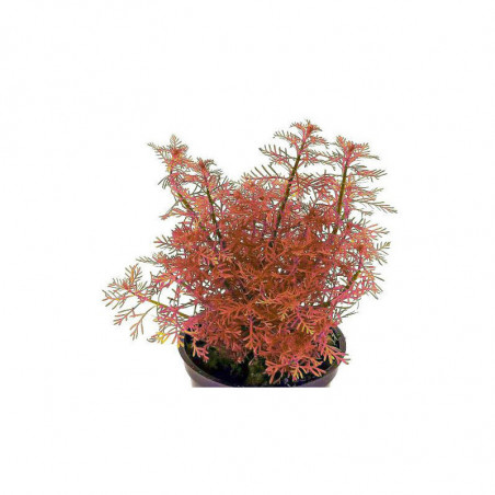 Myriophyllum mattogrossense Rojo