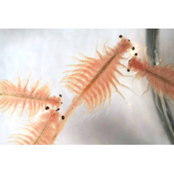 BRINE SHRIMPS (Artemia Salina) 100 g