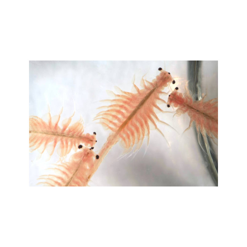 BRINE SHRIMPS (Artemia Salina) 100 g