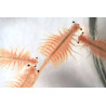 BRINE SHRIMPS (Artemia Salina) 100 g