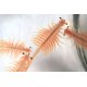 BRINE SHRIMPS (Artemia Salina) 100 g