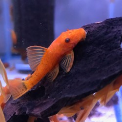 Ancistrus Super red ( 3 cm )