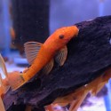 Ancistrus Super red ( 3 cm )