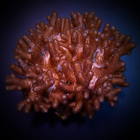 Cladiella spp. (O2 Halversoni)