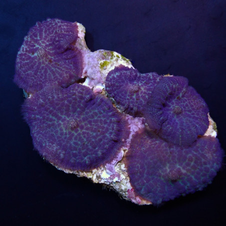 Rhodactis inchoata (Blue-Purple)