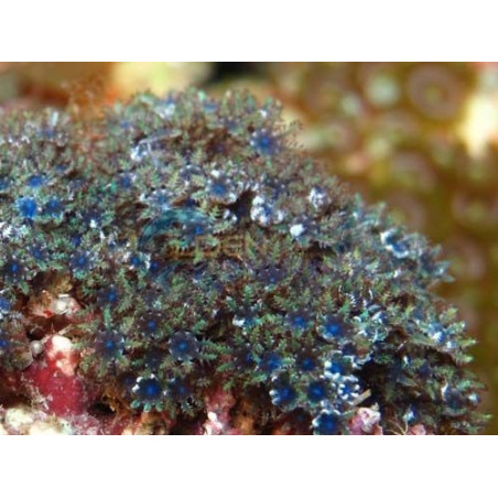 Sympodium spp. (Blue)