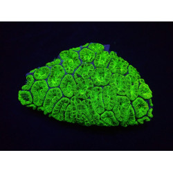 Acanthastrea lordhowensis (Green) (Premium)