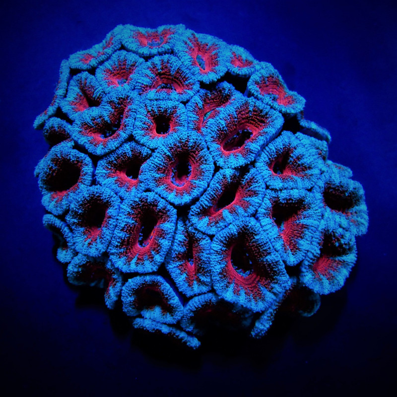 Acanthastrea lordhowensis (Red)