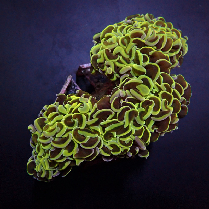 Euphyllia ancora (Green)