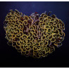 Euphyllia ancora (Orange-Yellow)