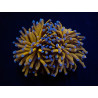 Euphyllia cristata (Gold Torch)