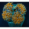 Euphyllia cristata (Gold Torch)