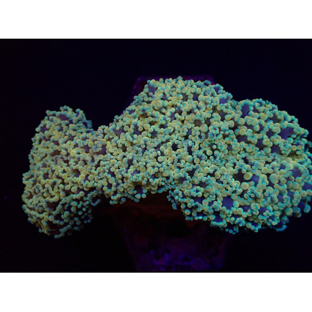 Euphyllia divisa (Abrolhos Islands) (Ultra)