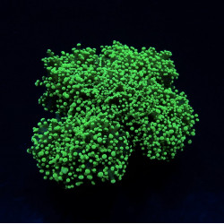 Euphyllia divisa (Green) (Premium)