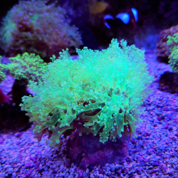 Euphyllia paradivisa (Green) (Ultra)