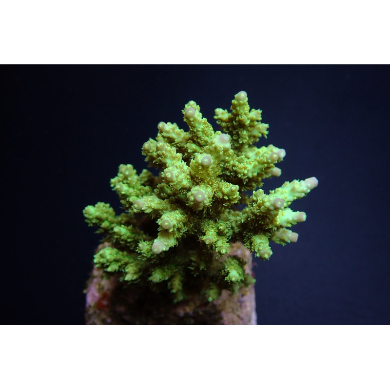 Acropora chesterfieldensis