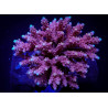 Acropora cytherea