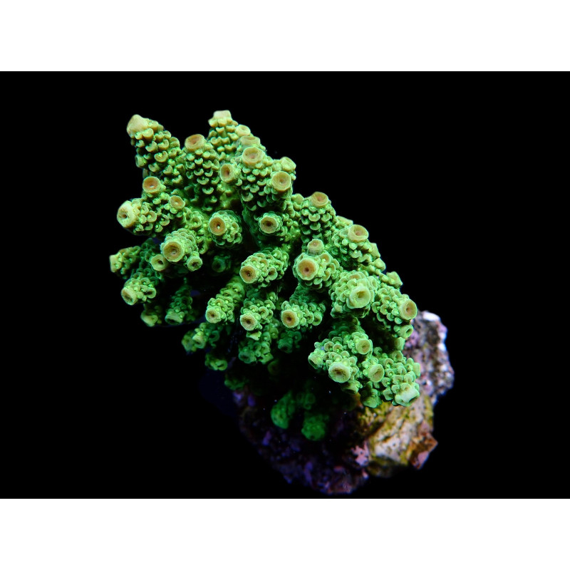 Acropora florida