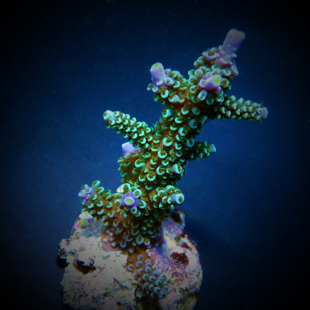 Acropora hoeksemai