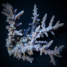 Acropora horrida