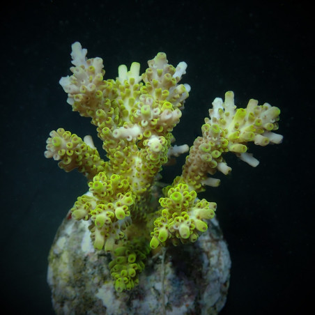 Acropora latistella