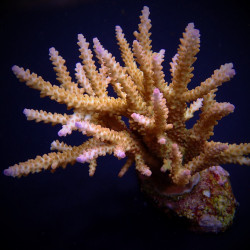 Acropora loisetteae