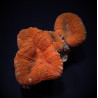 Lobophyllia spp. (Orange-Red)