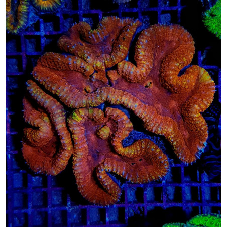 Lobophyllia spp. (Orange-Red) (Ultra)