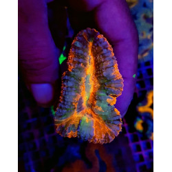 Lobophyllia spp. (Rainbow)