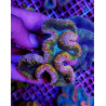 Lobophyllia spp. (Rainbow)