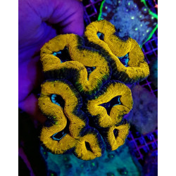 Lobophyllia spp. (Splitcolor) (Premium)