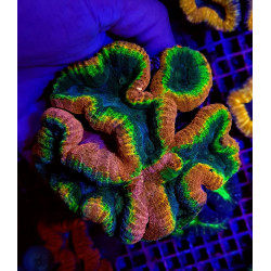 Lobophyllia spp. (Splitcolor) (Premium)